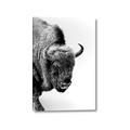 Picture of Buffalo Bill _GroupedProduct_Rectangle_Portrait_Photography _GroupedProduct_Rectangle_Portrait_Canvas_
