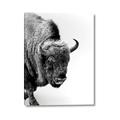 Picture of Buffalo Bill _GroupedProduct_Rectangle_Portrait_Photography _GroupedProduct_Rectangle_Portrait_Canvas_