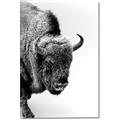 Picture of Buffalo Bill _GroupedProduct_Rectangle_Portrait_Photography _GroupedProduct_Rectangle_Portrait_Canvas_