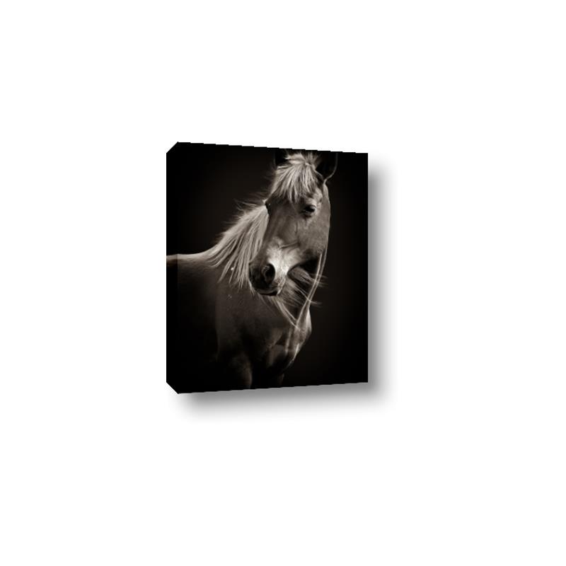 Picture of Ebony, the Horse _GroupedProduct_Rectangle_Portrait_Photography _GroupedProduct_Rectangle_Portrait_Canvas_