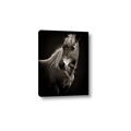 Picture of Ebony, the Horse _GroupedProduct_Rectangle_Portrait_Photography _GroupedProduct_Rectangle_Portrait_Canvas_