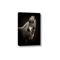 Picture of Ebony, the Horse _GroupedProduct_Rectangle_Portrait_Photography _GroupedProduct_Rectangle_Portrait_Canvas_