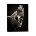 Picture of Ebony, the Horse _GroupedProduct_Rectangle_Portrait_Photography _GroupedProduct_Rectangle_Portrait_Canvas_