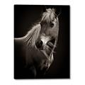 Picture of Ebony, the Horse _GroupedProduct_Rectangle_Portrait_Photography _GroupedProduct_Rectangle_Portrait_Canvas_