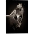 Picture of Ebony, the Horse _GroupedProduct_Rectangle_Portrait_Photography _GroupedProduct_Rectangle_Portrait_Canvas_