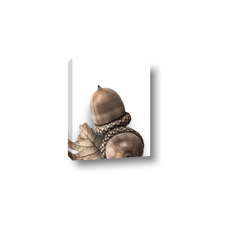 Picture of Fallen Acorns _GroupedProduct_Rectangle_Portrait_Photography _GroupedProduct_Rectangle_Portrait_Canvas_
