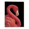 Picture of Flamingo Flame _GroupedProduct_Rectangle_Portrait_Photography _GroupedProduct_Rectangle_Portrait_Canvas_
