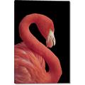 Picture of Flamingo Flame _GroupedProduct_Rectangle_Portrait_Photography _GroupedProduct_Rectangle_Portrait_Canvas_