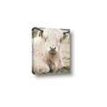 Picture of Furry Cow _GroupedProduct_Rectangle_Portrait_Photography _GroupedProduct_Rectangle_Portrait_Canvas_