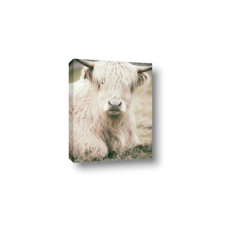 Picture of Furry Cow _GroupedProduct_Rectangle_Portrait_Photography _GroupedProduct_Rectangle_Portrait_Canvas_