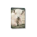 Picture of Furry Cow _GroupedProduct_Rectangle_Portrait_Photography _GroupedProduct_Rectangle_Portrait_Canvas_