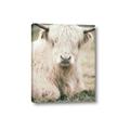Picture of Furry Cow _GroupedProduct_Rectangle_Portrait_Photography _GroupedProduct_Rectangle_Portrait_Canvas_