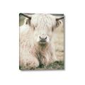 Picture of Furry Cow _GroupedProduct_Rectangle_Portrait_Photography _GroupedProduct_Rectangle_Portrait_Canvas_