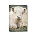 Picture of Furry Cow _GroupedProduct_Rectangle_Portrait_Photography _GroupedProduct_Rectangle_Portrait_Canvas_