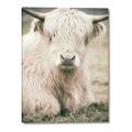 Picture of Furry Cow _GroupedProduct_Rectangle_Portrait_Photography _GroupedProduct_Rectangle_Portrait_Canvas_