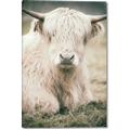 Picture of Furry Cow _GroupedProduct_Rectangle_Portrait_Photography _GroupedProduct_Rectangle_Portrait_Canvas_