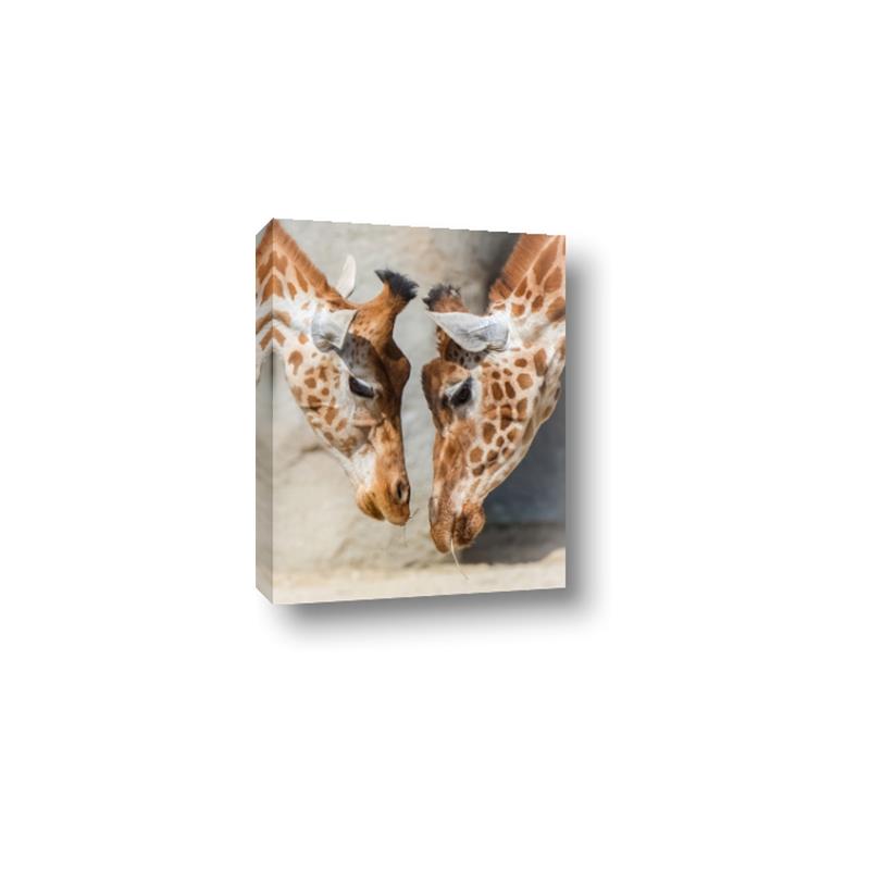 Picture of Giraffe Pals  _GroupedProduct_Rectangle_Portrait_Photography _GroupedProduct_Rectangle_Portrait_Canvas_
