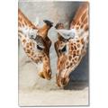 Picture of Giraffe Pals  _GroupedProduct_Rectangle_Portrait_Photography _GroupedProduct_Rectangle_Portrait_Canvas_