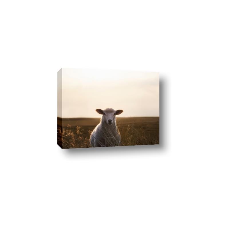 Picture of Grazing Sheep  _GroupedProduct_Rectangle_Landscape_Photography _GroupedProduct_Rectangle_Landscape_Canvas_
