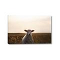 Picture of Grazing Sheep  _GroupedProduct_Rectangle_Landscape_Photography _GroupedProduct_Rectangle_Landscape_Canvas_