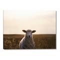 Picture of Grazing Sheep  _GroupedProduct_Rectangle_Landscape_Photography _GroupedProduct_Rectangle_Landscape_Canvas_