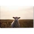 Picture of Grazing Sheep  _GroupedProduct_Rectangle_Landscape_Photography _GroupedProduct_Rectangle_Landscape_Canvas_