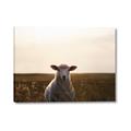 Picture of Grazing Sheep  _GroupedProduct_Rectangle_Landscape_Photography _GroupedProduct_Rectangle_Landscape_Canvas_