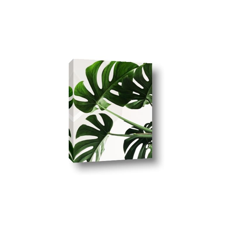 Picture of Green Palms _GroupedProduct_Rectangle_Portrait_Photography _GroupedProduct_Rectangle_Portrait_Canvas_