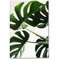 Picture of Green Palms _GroupedProduct_Rectangle_Portrait_Photography _GroupedProduct_Rectangle_Portrait_Canvas_
