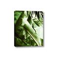 Picture of Greenleaf III _GroupedProduct_Rectangle_Portrait_Photography _GroupedProduct_Rectangle_Portrait_Canvas_