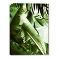 Picture of Greenleaf III _GroupedProduct_Rectangle_Portrait_Photography _GroupedProduct_Rectangle_Portrait_Canvas_