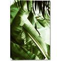 Picture of Greenleaf III _GroupedProduct_Rectangle_Portrait_Photography _GroupedProduct_Rectangle_Portrait_Canvas_