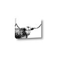 Picture of Jackson, The Bull  _GroupedProduct_Rectangle_Landscape_Photography _GroupedProduct_Rectangle_Landscape_Canvas_