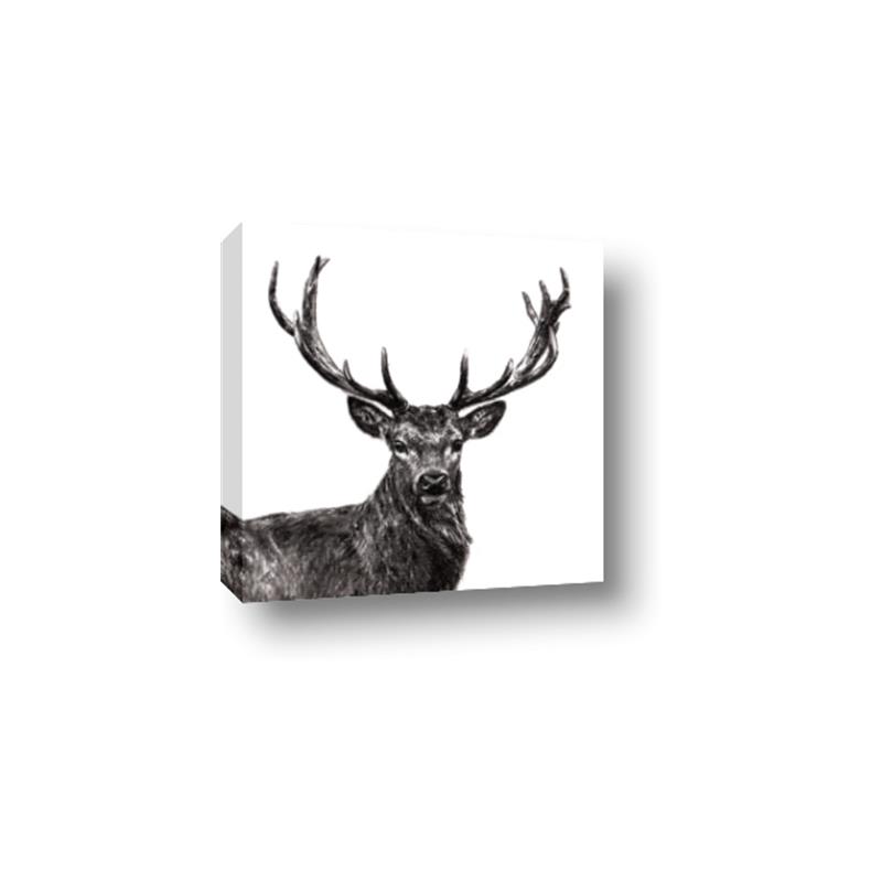 Picture of James, the Stag  _GroupedProduct_Square_Photography _GroupedProduct_Square_Canvas_