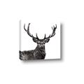 Picture of James, the Stag  _GroupedProduct_Square_Photography _GroupedProduct_Square_Canvas_