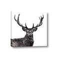 Picture of James, the Stag  _GroupedProduct_Square_Photography _GroupedProduct_Square_Canvas_