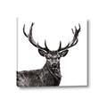 Picture of James, the Stag  _GroupedProduct_Square_Photography _GroupedProduct_Square_Canvas_