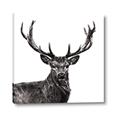 Picture of James, the Stag  _GroupedProduct_Square_Photography _GroupedProduct_Square_Canvas_