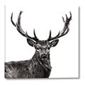 Picture of James, the Stag  _GroupedProduct_Square_Photography _GroupedProduct_Square_Canvas_