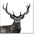 Picture of James, the Stag  _GroupedProduct_Square_Photography _GroupedProduct_Square_Canvas_