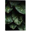 Picture of Jungle Leaves  _GroupedProduct_Rectangle_Portrait_Photography _GroupedProduct_Rectangle_Portrait_Canvas_