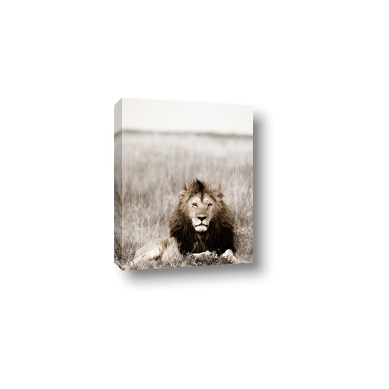 Picture of Lion Stare _GroupedProduct_Rectangle_Portrait_Photography _GroupedProduct_Rectangle_Portrait_Canvas_