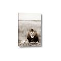 Picture of Lion Stare _GroupedProduct_Rectangle_Portrait_Photography _GroupedProduct_Rectangle_Portrait_Canvas_