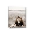 Picture of Lion Stare _GroupedProduct_Rectangle_Portrait_Photography _GroupedProduct_Rectangle_Portrait_Canvas_