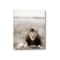 Picture of Lion Stare _GroupedProduct_Rectangle_Portrait_Photography _GroupedProduct_Rectangle_Portrait_Canvas_