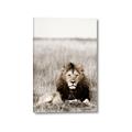 Picture of Lion Stare _GroupedProduct_Rectangle_Portrait_Photography _GroupedProduct_Rectangle_Portrait_Canvas_
