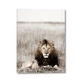 Picture of Lion Stare _GroupedProduct_Rectangle_Portrait_Photography _GroupedProduct_Rectangle_Portrait_Canvas_