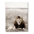Picture of Lion Stare _GroupedProduct_Rectangle_Portrait_Photography _GroupedProduct_Rectangle_Portrait_Canvas_