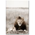 Picture of Lion Stare _GroupedProduct_Rectangle_Portrait_Photography _GroupedProduct_Rectangle_Portrait_Canvas_