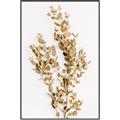 Picture of Dried Eucalyptus   _GroupedProduct_Rectangle_Portrait_Photography _GroupedProduct_Rectangle_Portrait_Canvas_Framed_
